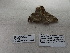  ( - IAvH-E-190344)  @11 [ ] Copyright (2019) Rodolphe Rougerie Museum national d'Histoire naturelle