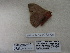 ( - IAvH-E-190365)  @11 [ ] Copyright (2019) Rodolphe Rougerie Museum national d'Histoire naturelle