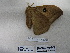  ( - IAvH-E-190362)  @11 [ ] Copyright (2019) Rodolphe Rougerie Museum national d'Histoire naturelle