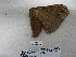  ( - IAvH-E-190237)  @11 [ ] Copyright (2019) Rodolphe Rougerie Museum national d'Histoire naturelle