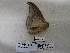  ( - IAvH-E-190265)  @11 [ ] Copyright (2019) Rodolphe Rougerie Museum national d'Histoire naturelle