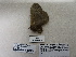  ( - IAvH-E-190256)  @11 [ ] Copyright (2019) Rodolphe Rougerie Museum national d'Histoire naturelle
