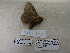  ( - IAvH-E-190335)  @11 [ ] Copyright (2019) Rodolphe Rougerie Museum national d'Histoire naturelle