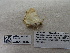  ( - IAvH-E-187344)  @11 [ ] Copyright (2019) Rodolphe Rougerie Museum national d'Histoire naturelle