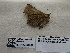  ( - IAvH-E-187928)  @11 [ ] Copyright (2019) Rodolphe Rougerie Museum national d'Histoire naturelle