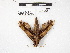  ( - IAvH-E-190578b)  @11 [ ] Copyright (2020) Rodolphe Rougerie Museum national d'Histoire naturelle