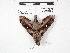  ( - IAvH-E-190593)  @11 [ ] Copyright (2020) Rodolphe Rougerie Museum national d'Histoire naturelle