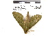  ( - IAvH-E-190626)  @11 [ ] Copyright (2020) Rodolphe Rougerie Museum national d'Histoire naturelle