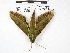  ( - IAvH-E-190603)  @11 [ ] Copyright (2020) Rodolphe Rougerie Museum national d'Histoire naturelle