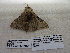  ( - IAvH-E-191171)  @11 [ ] Copyright (2019) Rodolphe Rougerie Museum national d'Histoire naturelle