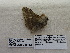  ( - IAvH-E-191172)  @11 [ ] Copyright (2019) Rodolphe Rougerie Museum national d'Histoire naturelle