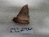  ( - IAvH-E-200790)  @11 [ ] Copyright (2019) Rodolphe Rougerie Museum national d'Histoire naturelle