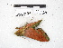  ( - IAvH-E-201353)  @11 [ ] Copyright (2020) Rodolphe Rougerie Museum national d'Histoire naturelle
