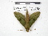  ( - IAvH-E-201379)  @11 [ ] Copyright (2020) Rodolphe Rougerie Museum national d'Histoire naturelle