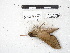  ( - IAvH-E-201347)  @11 [ ] Copyright (2020) Rodolphe Rougerie Museum national d'Histoire naturelle