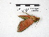  ( - IAvH-E-201345)  @11 [ ] Copyright (2020) Rodolphe Rougerie Museum national d'Histoire naturelle