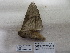  ( - IAvH-E-201462)  @11 [ ] Copyright (2019) Rodolphe Rougerie Museum national d'Histoire naturelle