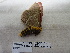  ( - IAvH-E-201471)  @11 [ ] Copyright (2019) Rodolphe Rougerie Museum national d'Histoire naturelle
