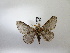 ( - IAvH-E-186546)  @11 [ ] Copyright (2019) Rodolphe Rougerie Museum national d'Histoire naturelle