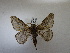  ( - IAvH-E-186543)  @11 [ ] Copyright (2019) Rodolphe Rougerie Museum national d'Histoire naturelle