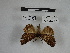  ( - IAvH-E-189265)  @11 [ ] Copyright (2019) Rodolphe Rougerie Museum national d'Histoire naturelle