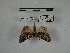  ( - IAvH-E-189795)  @11 [ ] Copyright (2019) Rodolphe Rougerie Museum national d'Histoire naturelle