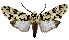  ( - MILA 2231)  @11 [ ] CreativeCommons - Attribution Non-Commercial Share-Alike (2007) M. Laguerre Unspecified