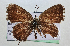  ( - NK1213)  @11 [ ] Copyright (2022) Stanislav Gomboc Research collection of Stanislav Gomboc