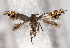  ( - NK1214)  @11 [ ] Copyright (2022) Stanislav Gomboc Research collection of Stanislav Gomboc