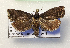  ( - NK1223)  @11 [ ] Copyright (2022) Stanislav Gomboc Research collection of Stanislav Gomboc