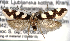  ( - NK1234)  @11 [ ] Copyright (2022) Stanislav Gomboc Research collection of Stanislav Gomboc