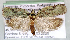  ( - NK1270)  @11 [ ] Copyright (2047) Stanislav Gomboc Research collection of Stanislav Gomboc