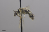  (Lasioglossum lusorium - D0287A08-CO)  @14 [ ] CreativeCommons - Attribution Non-Commercial Share-Alike (2010) Unspecified York University