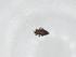  (Uzelothripidae - CBG-A25100-G06)  @11 [ ] CreativeCommons - Attribution Share - Alike (2024) Centre for Biodiversity Genomics Centre for Biodiversity Genomics