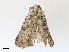  ( - CBG-A27598-G10)  @11 [ ] CreativeCommons - Attribution Share-Alike (2024) CBG Photography Group Centre for Biodiversity Genomics