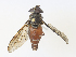  ( - CBG-A28426-B08)  @11 [ ] CreativeCommons - Attribution Share - Alike (2024) CBG Photography Group Centre for Biodiversity Genomics