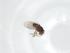  (Nannodastiidae - CBG-A29918-H09)  @11 [ ] CreativeCommons - Attribution Share - Alike (2024) Centre for Biodiversity Genomics Centre for Biodiversity Genomics