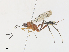  (Mesophragis - CBG-A30071-G03)  @11 [ ] CreativeCommons - Attribution Share - Alike (2024) CBG Photography Group Centre for Biodiversity Genomics