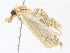  ( - CBG-A30101-B12)  @11 [ ] CreativeCommons - Attribution Share - Alike (2024) CBG Photography Group Centre for Biodiversity Genomics