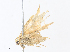  ( - CBG-A30101-C12)  @11 [ ] CreativeCommons - Attribution Share - Alike (2024) CBG Photography Group Centre for Biodiversity Genomics