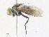  (Carcelia Wood13 - CBG-A30933-C01)  @11 [ ] CreativeCommons - Attribution Share - Alike (2024) CBG Photography Group Centre for Biodiversity Genomics