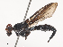  ( - CBG-A48478-B04)  @11 [ ] CreativeCommons - Attribution Share - Alike (2024) CBG Photography Group Centre for Biodiversity Genomics