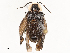  ( - CBG-A54519-B01)  @11 [ ] CreativeCommons - Attribution Share-Alike (2024) CBG Photography Group Centre for Biodiversity Genomics