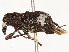  ( - CBG-A58642-A04)  @11 [ ] CreativeCommons - Attribution Share - Alike (2024) CBG Photography Group Centre for Biodiversity Genomics