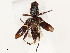  ( - CBG-A58649-A08)  @11 [ ] CreativeCommons - Attribution Share - Alike (2024) CBG Photography Group Centre for Biodiversity Genomics