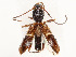  ( - CBG-A58649-B03)  @11 [ ] CreativeCommons - Attribution Share - Alike (2024) CBG Photography Group Centre for Biodiversity Genomics