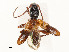  ( - CBG-A58649-B10)  @11 [ ] CreativeCommons - Attribution Share - Alike (2024) CBG Photography Group Centre for Biodiversity Genomics