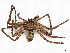  (Sinopoda - CBG-A59517-H11)  @11 [ ] CreativeCommons - Attribution Share - Alike (2025) CBG Photography Group Centre for Biodiversity Genomics