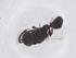  (Aximopsis balajasi - CBG-B02415-C03)  @11 [ ] CreativeCommons - Attribution Share - Alike (2025) Centre for Biodiversity Genomics Centre for Biodiversity Genomics