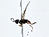  ( - BIOUG79490-B12)  @11 [ ] CreativeCommons - Attribution (2022) CBG Photography Group Centre for Biodiversity Genomics